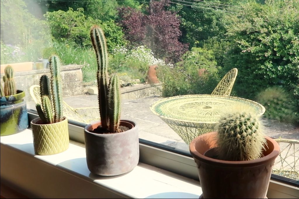 I Ordered Plants from Hortology: Here Are My Thoughts